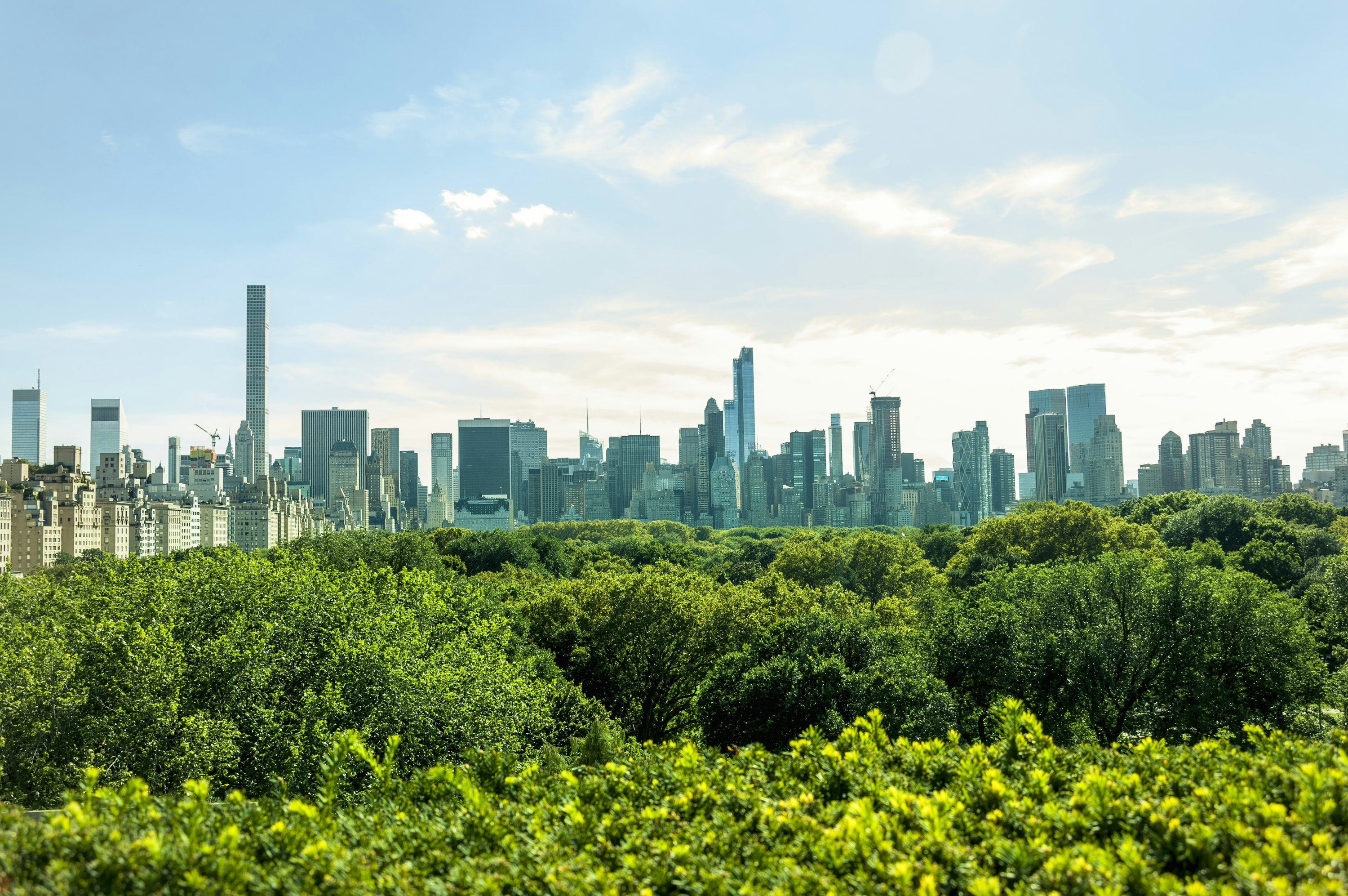 Central Park trees with the Midtown Manhattan skyline beyond
